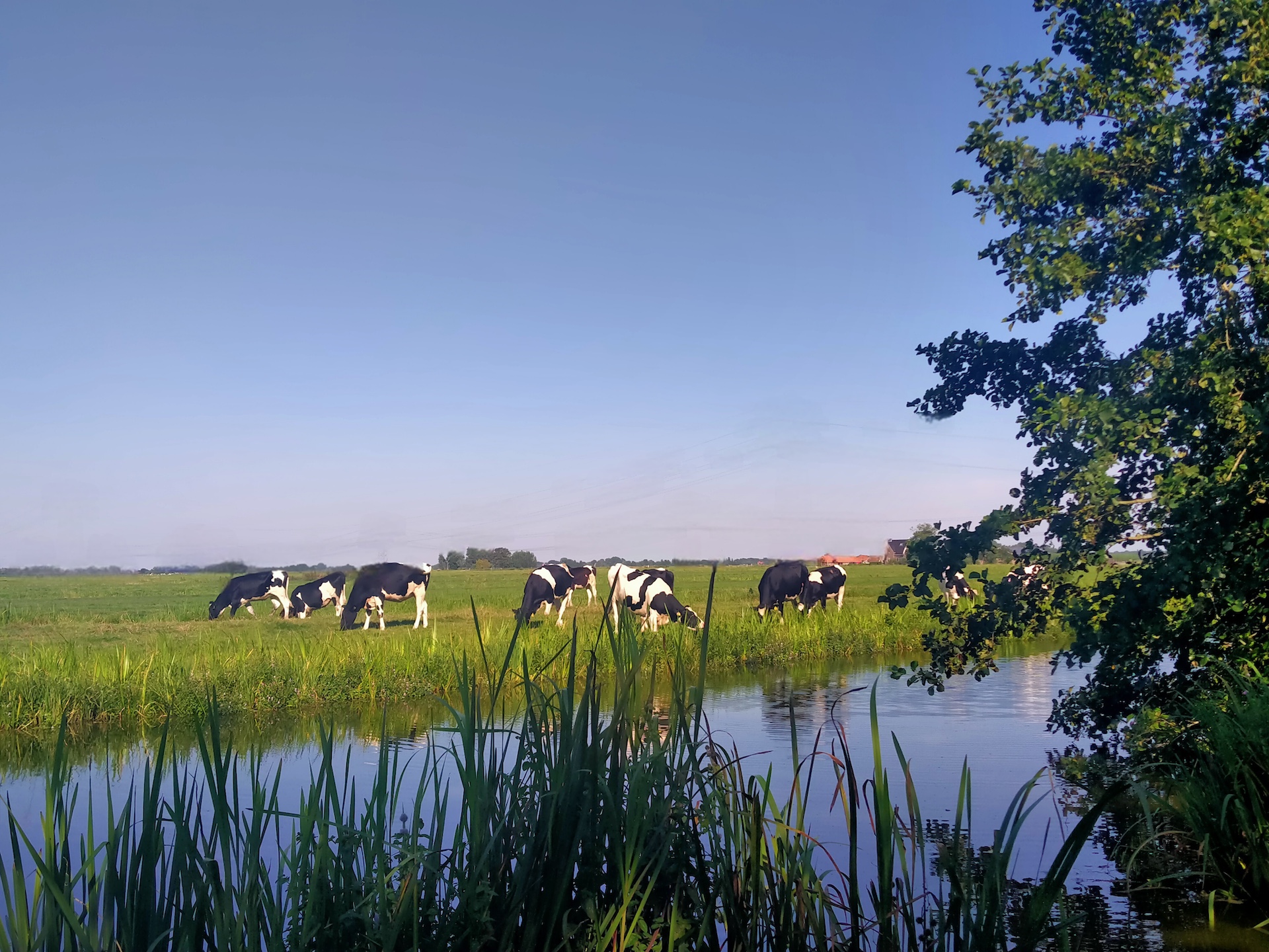 Koeien in omstreken in het polderlandschap van Berkenwoude